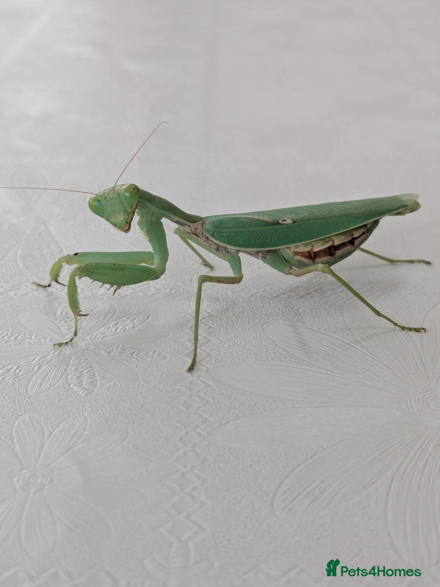 Praying Mantis invertebrates Haribo Praying Mantis - Advert 9