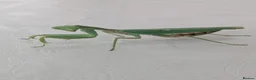 Praying Mantis invertebrates for sale: Haribo Praying Mantis - Advert 2