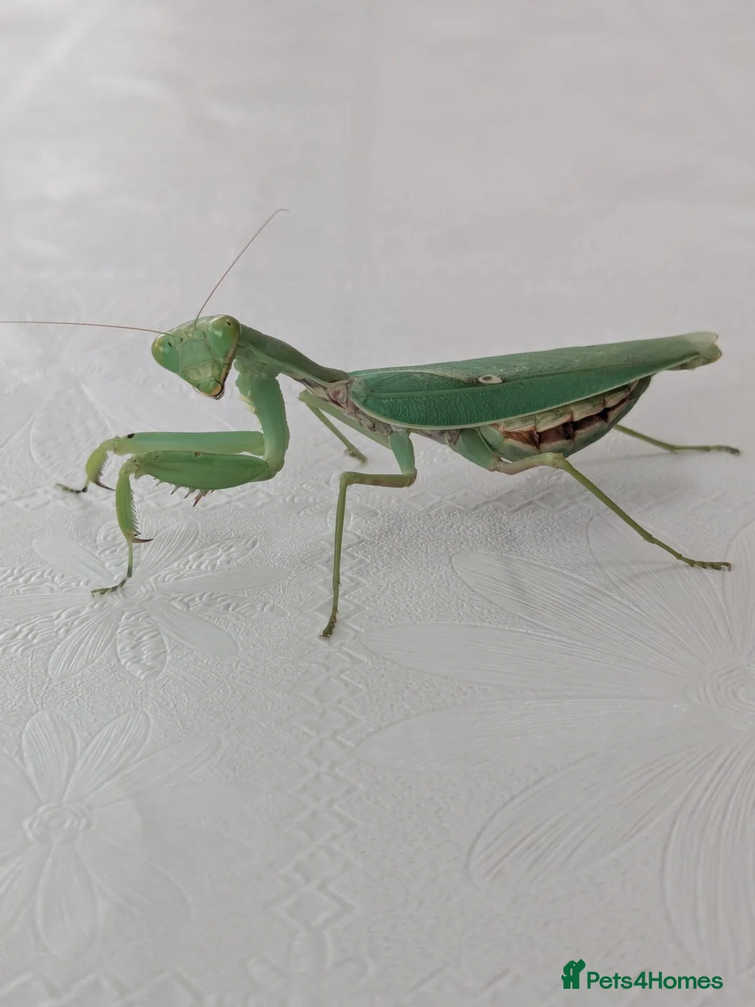 Praying Mantis invertebrates for sale: Haribo Praying Mantis - Advert 2