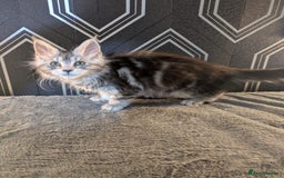 Maine Coon cats for sale: Pedigree Maine coons ready 17/11/25 - Advert 11