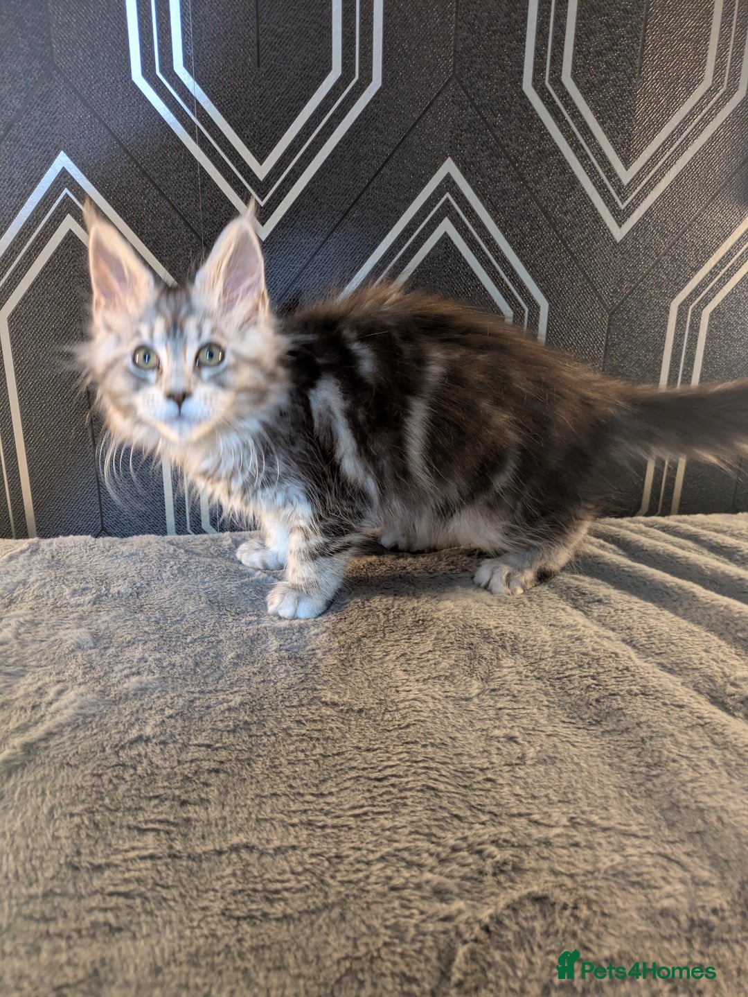 Maine Coon cats for sale: Pedigree Maine coons ready 17/11/25 - Advert 11