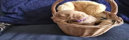 Cockapoo dogs for sale: Stunning homebred cockapoos - Advert 39