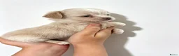 Chihuahua dogs for sale:  Chihuahuas  - Advert 3