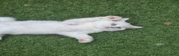 British Shorthair cats for sale: Pedigree British Shorthair Longhair Kittens TICA - Advert 13