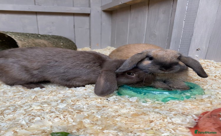 Mini Lop rabbits - Advert 1