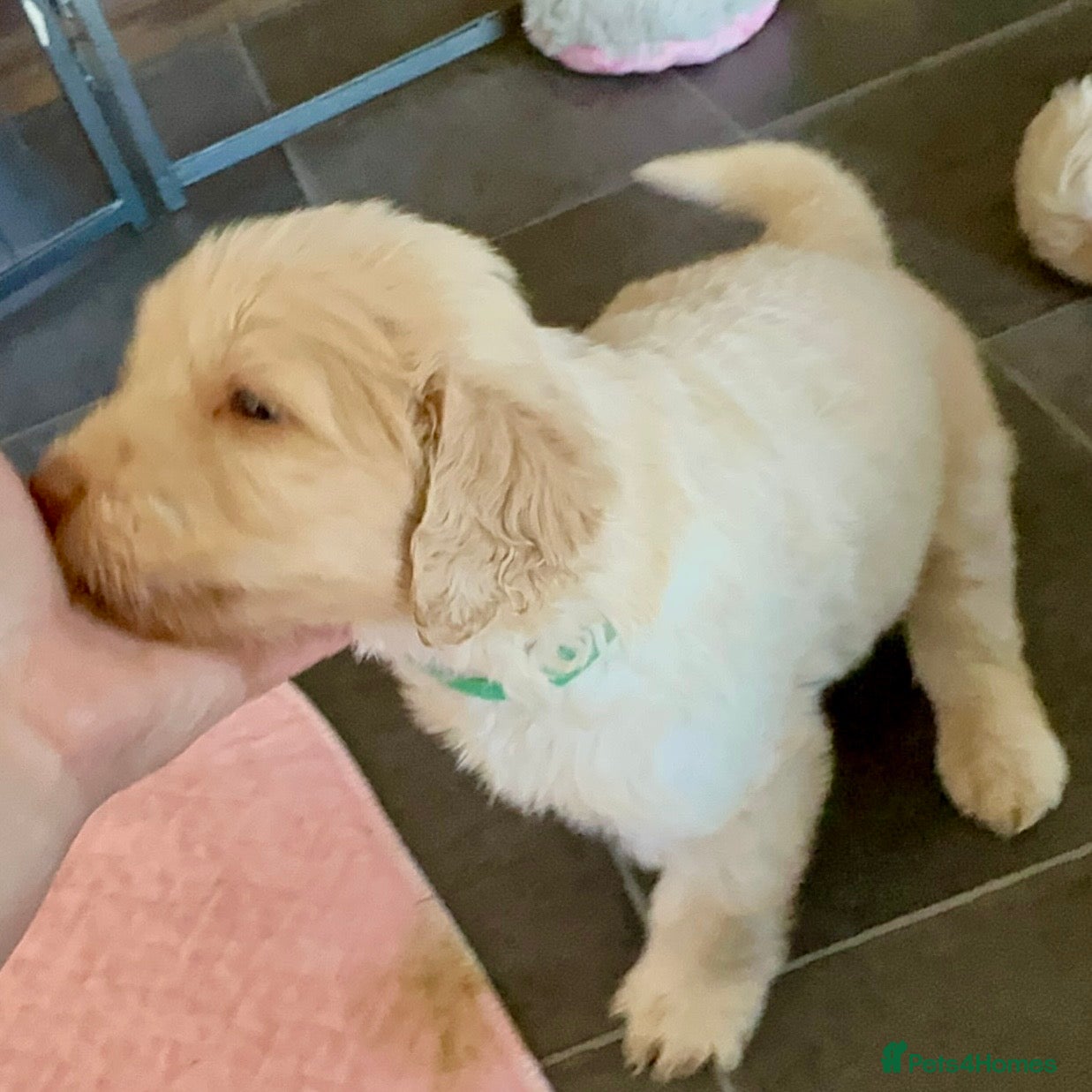 Double Doodle dogs 2 Stunning Standard F3 Labradoodle boys-cream/choc - Advert 2