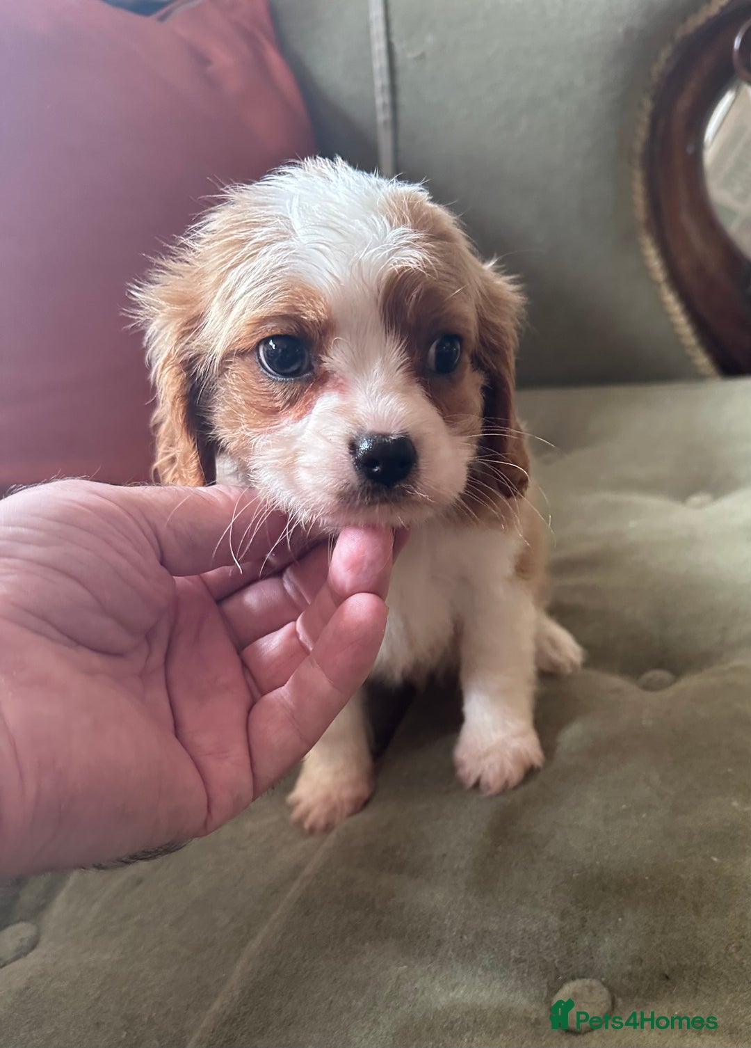 Cavalier King Charles Spaniel dogs for sale: Blenheim Cavalier Girl - Image 8
