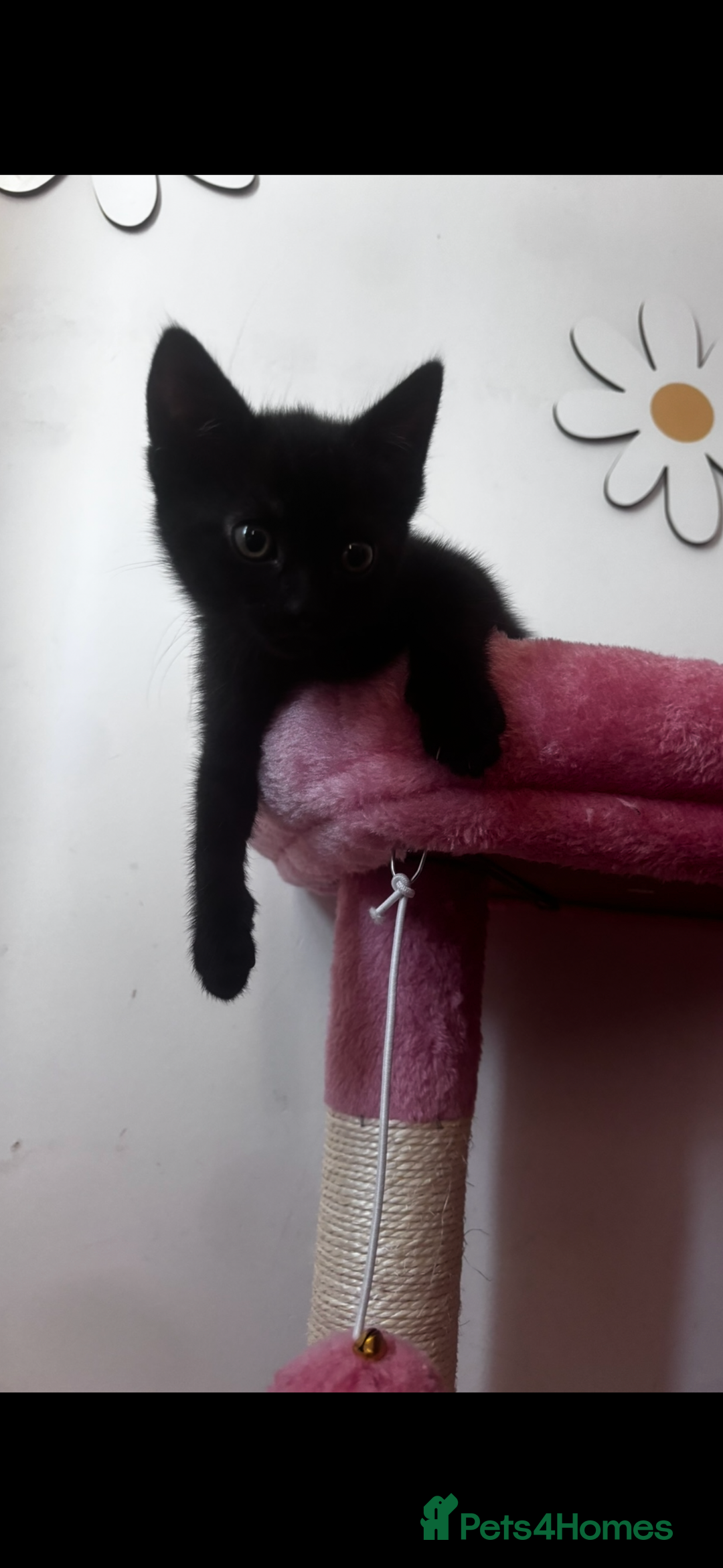 Mixed Breed cats for sale: 2 lovely girl kittens - Image 3