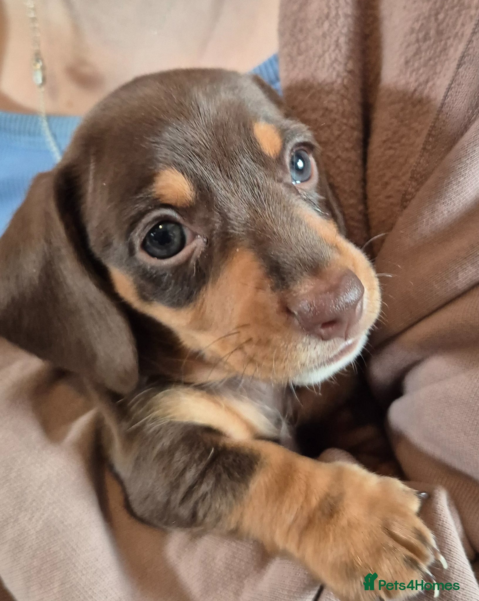 Miniature Dachshund dogs 4 stunning miniature dachshund pups - Advert 15