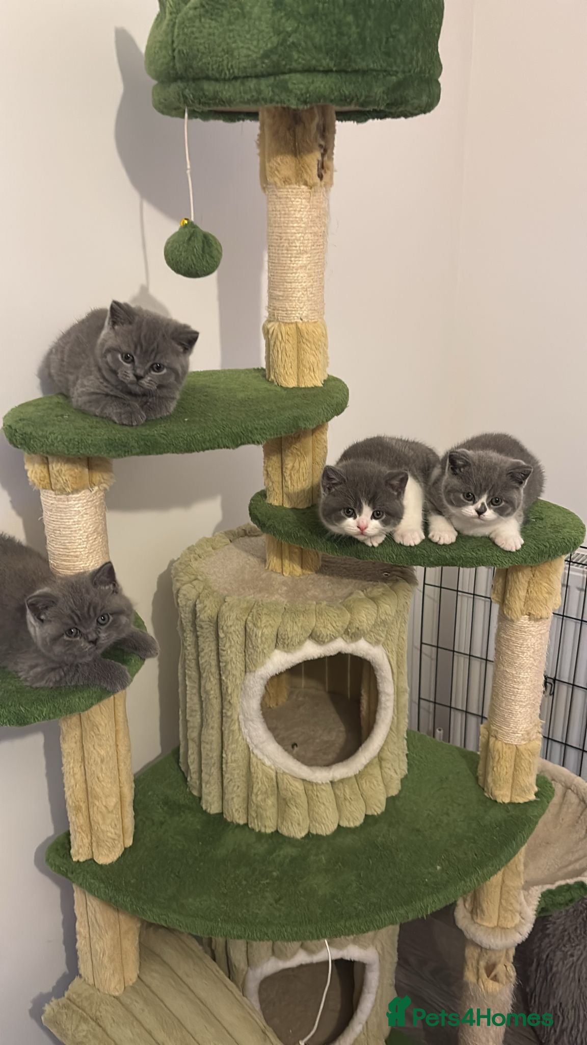 British Shorthair cats 🧸✨6 Chunky British Shorthair Kittens For Sale✨🧸 - Advert 18