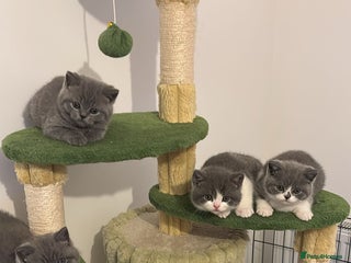 British Shorthair cats 🧸✨6 Chunky British Shorthair Kittens For Sale✨🧸 - Advert 18
