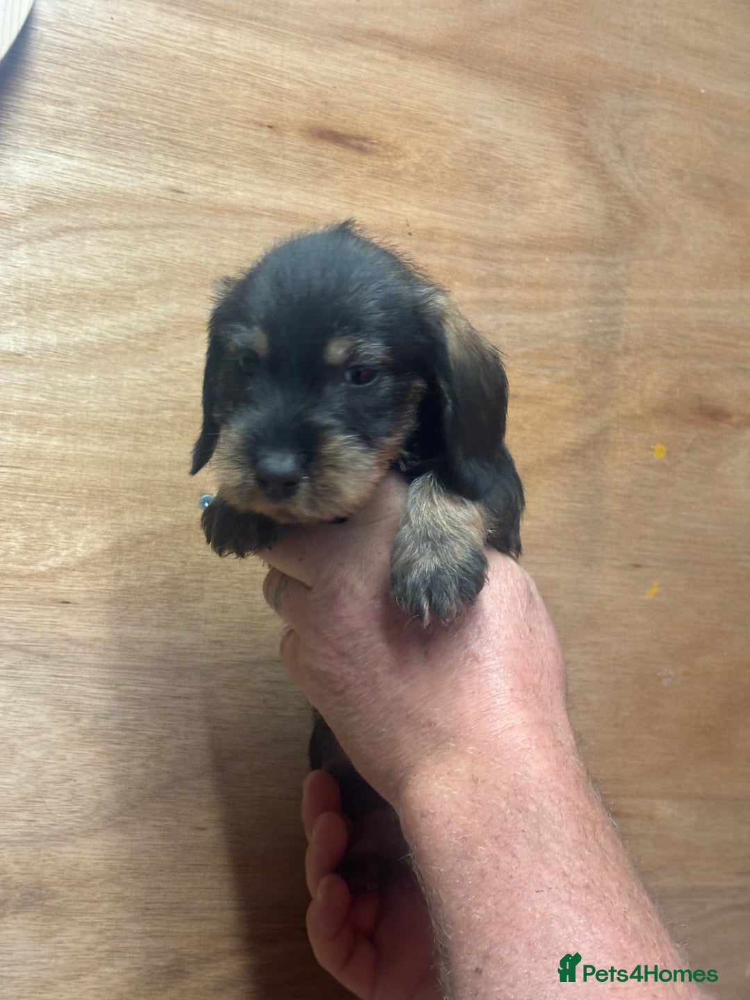 Dachshund dogs for sale: Ready now standard Wirehair dachshund (teckel)  - Image 16