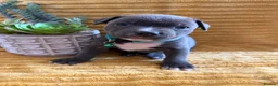 Staffordshire Bull Terrier dogs for sale: KC Blue Staffordshire bull terrier puppies  - Advert 14