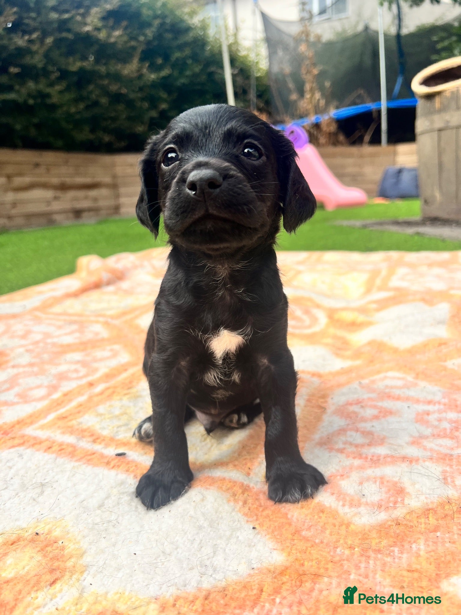 Springador dogs Beautiful Springador Puppies 🐾 - Advert 1