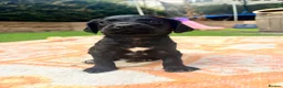 Springador dogs for sale: Beautiful Springador Puppies 🐾 - Advert 6