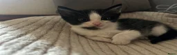 Mixed Breed cats for sale: Litter of 6 beautiful kittens in Leyland - Advert 5