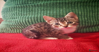 Mixed Breed cats - Advert 4