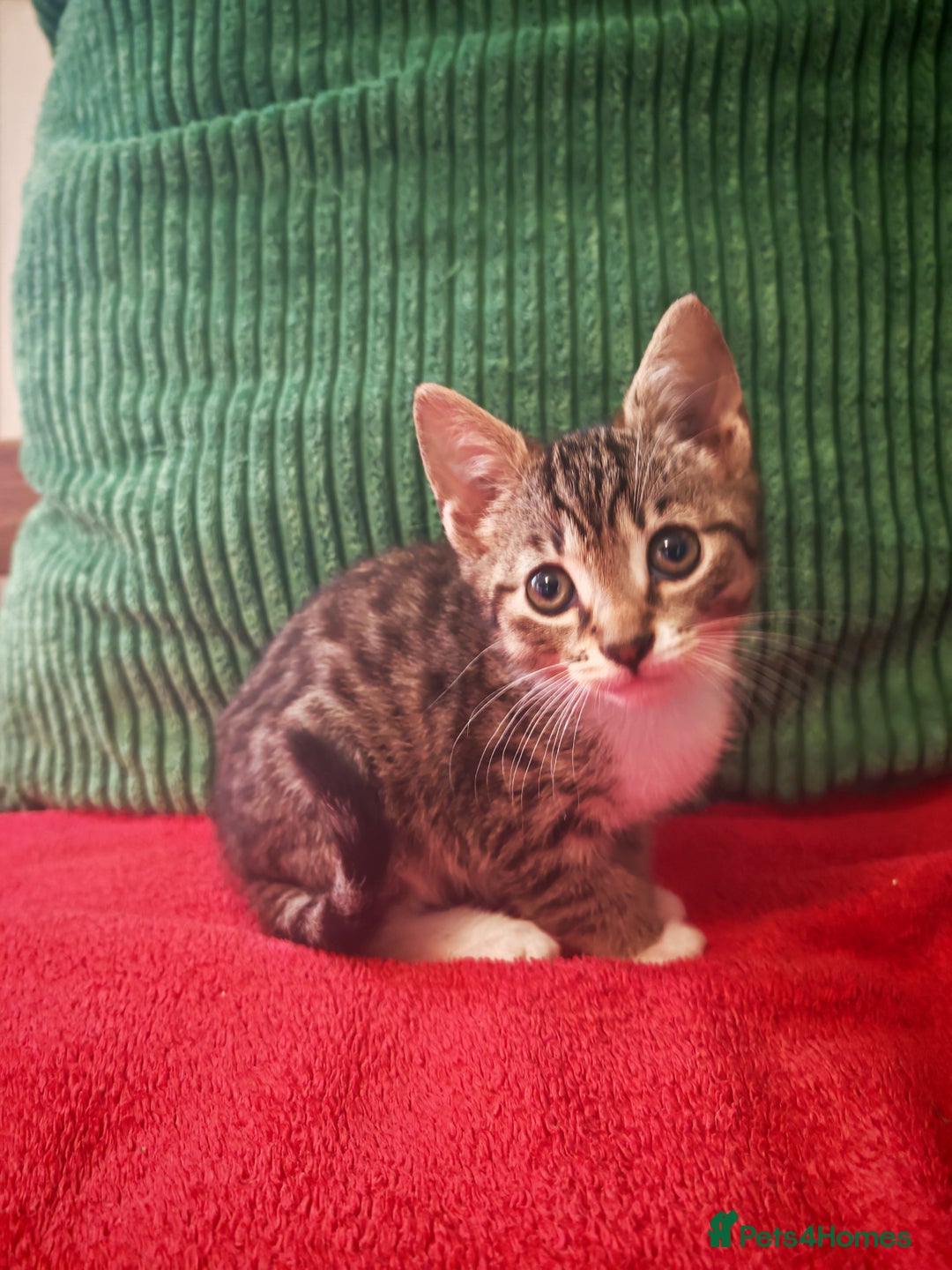 Mixed Breed cats for sale: Four Gorgeous Tuxedo & Tabby Kittens  - Image 1