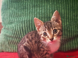 Mixed Breed cats - Advert 4