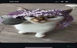Domestic Shorthair cats for sale: Beautiful girl cat for rehoming  - Image 2