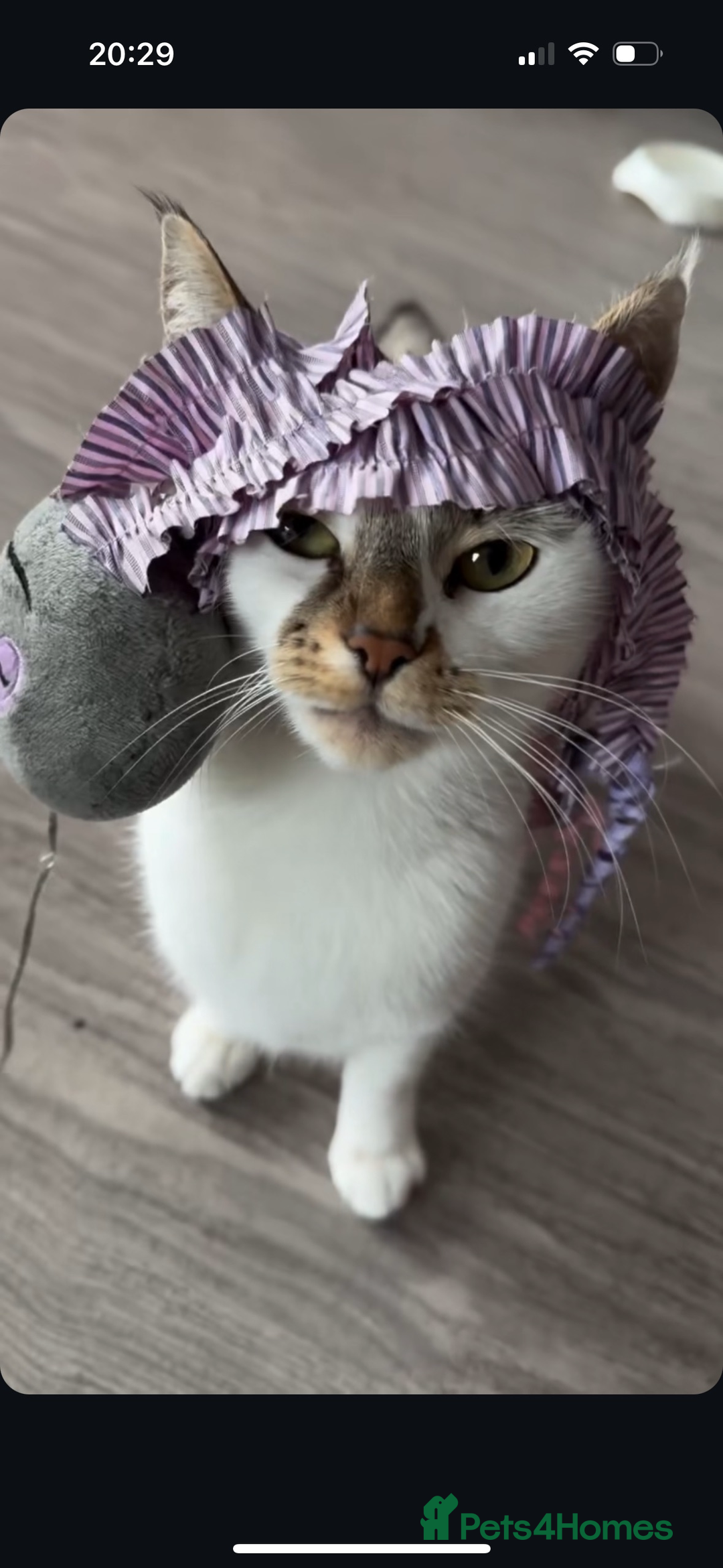 Domestic Shorthair cats for sale: Beautiful girl cat for rehoming  - Image 2