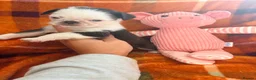 Pug dogs for sale: Panda 🐼 pug puppies carrying pink - Advert 10