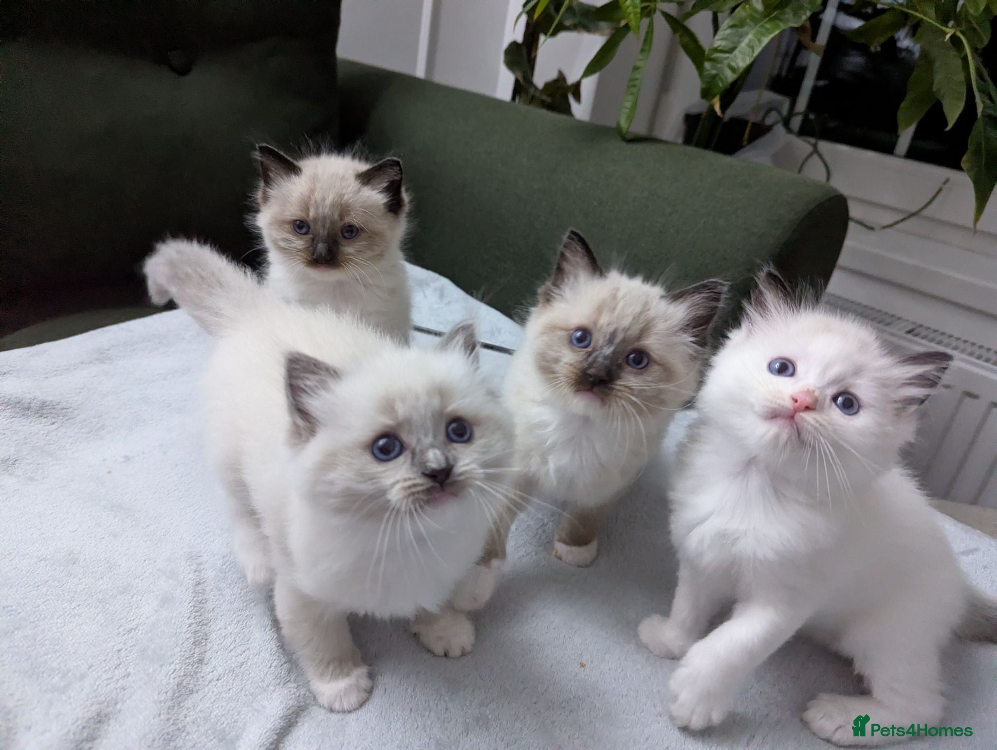 Ragdoll cats Ragdoll Kittens - Advert 1