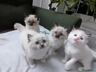 Ragdoll cats Ragdoll Kittens - Advert 1