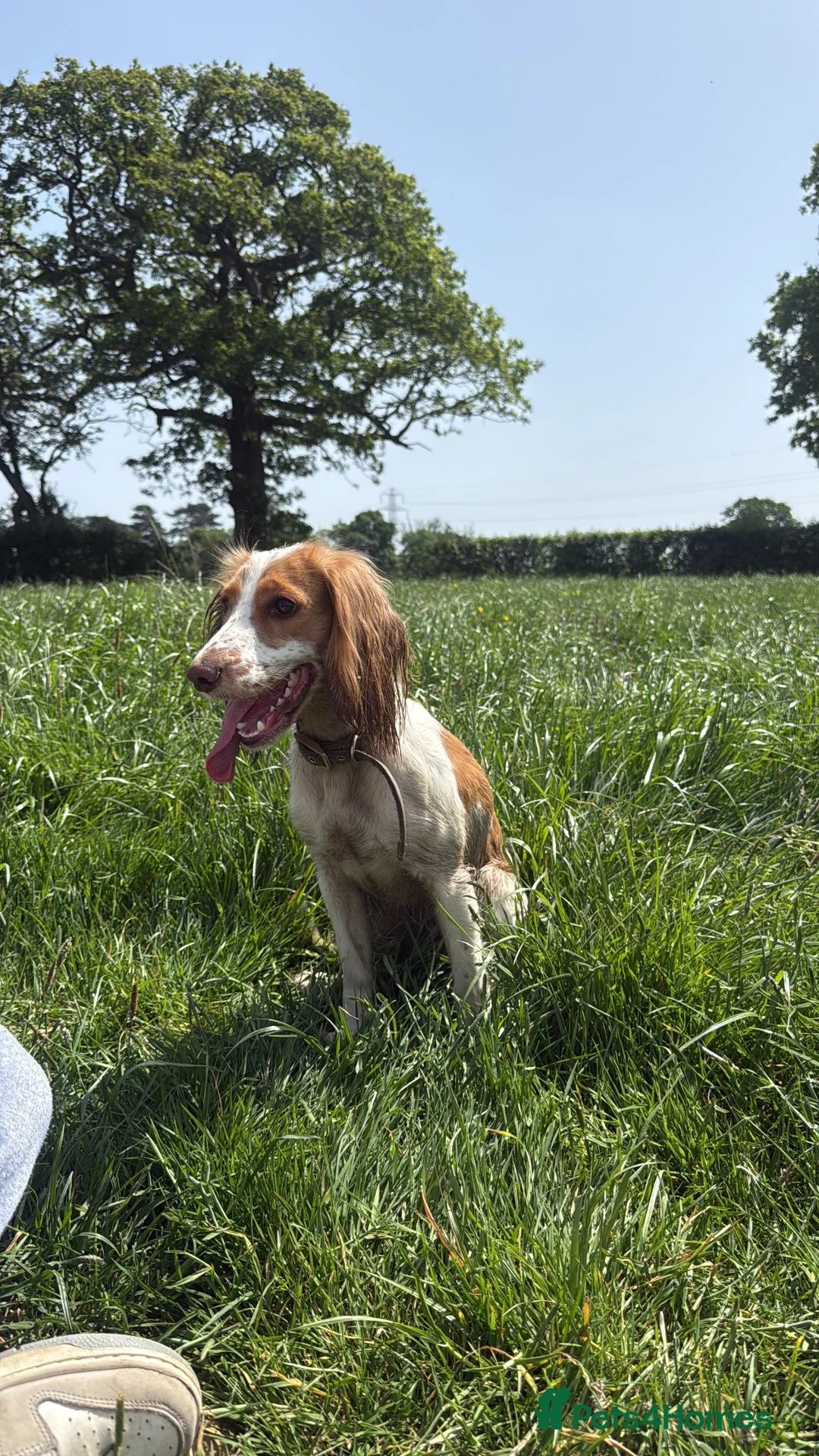 Cocker Spaniel dogs for sale: Dottie the cocker spaniel  - Advert 2