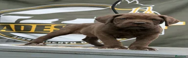 Stunning Chocolate Cane Corso Boy