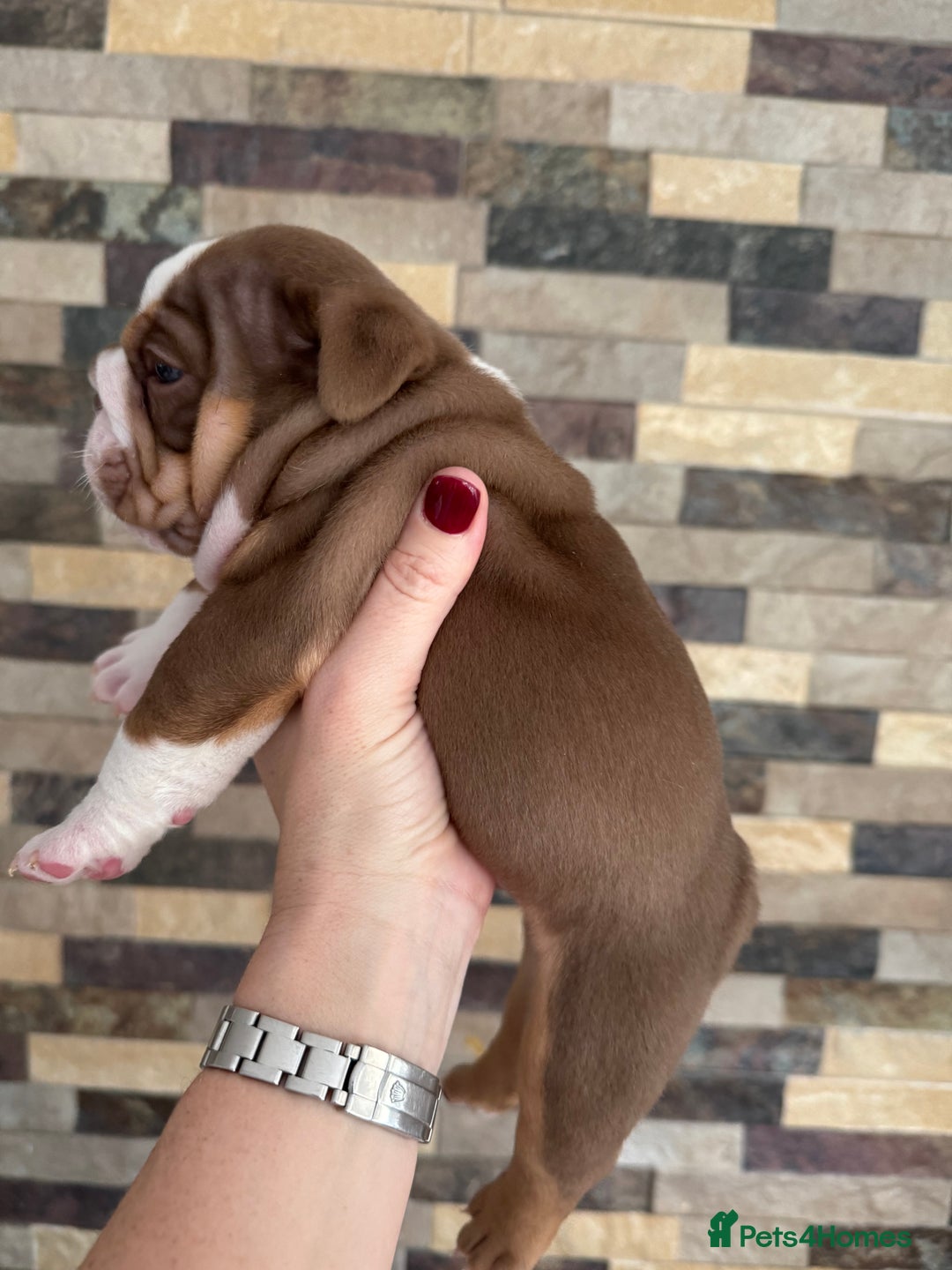 English Bulldog dogs for sale: English bulldogs  - Advert 6