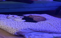 Domestic Shorthair cats for sale: Beautiful kittens for sale - ready to leave now  - Image 6