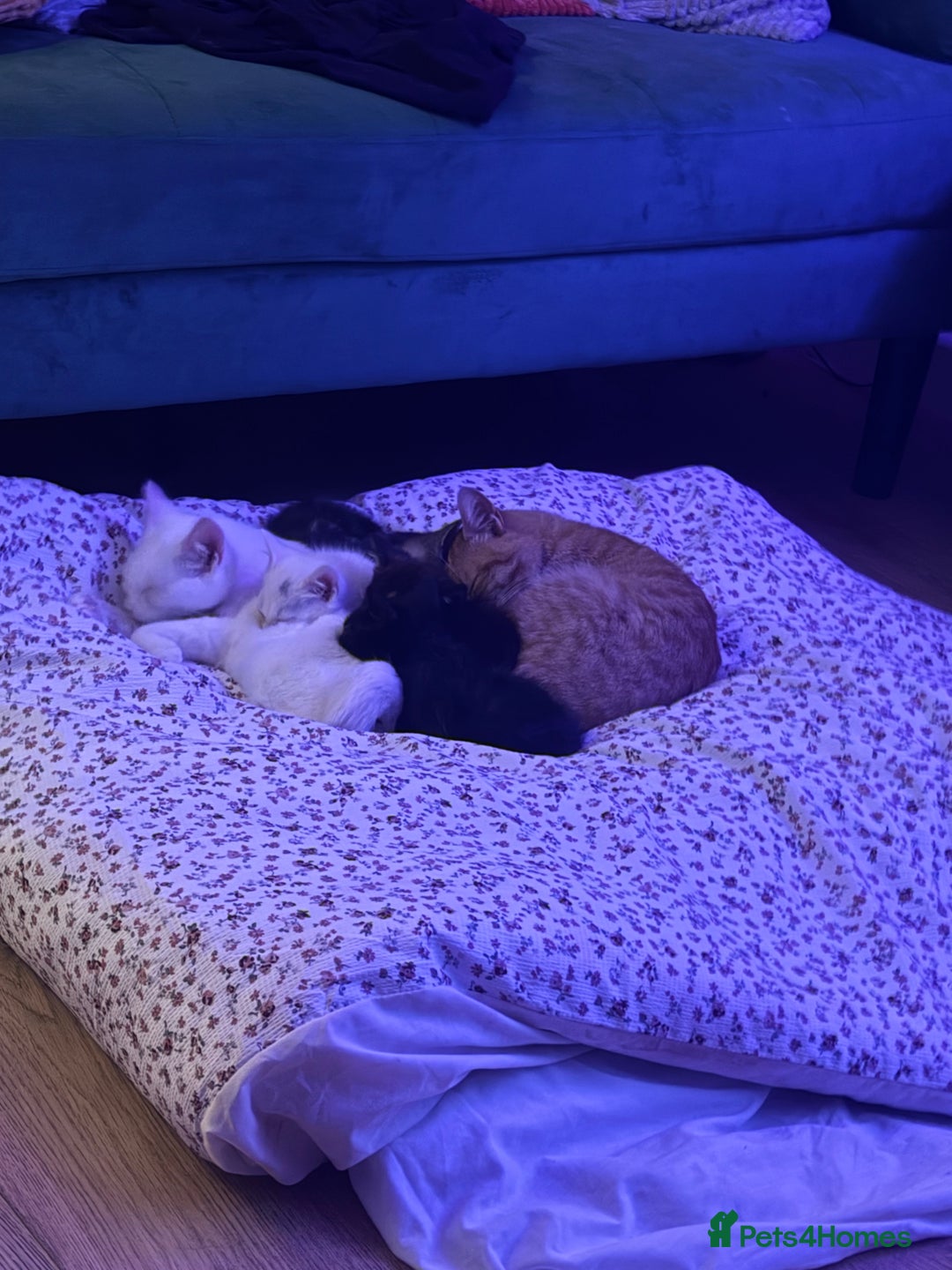 Domestic Shorthair cats for sale: Beautiful kittens for sale - ready to leave now  - Image 6