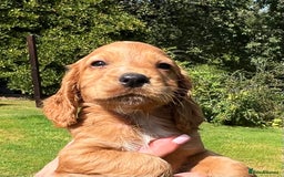 Cocker Spaniel dogs for sale:  *ONLY 1 LEFT* BLACK & TAN KC COCKER DOG  - Image 7