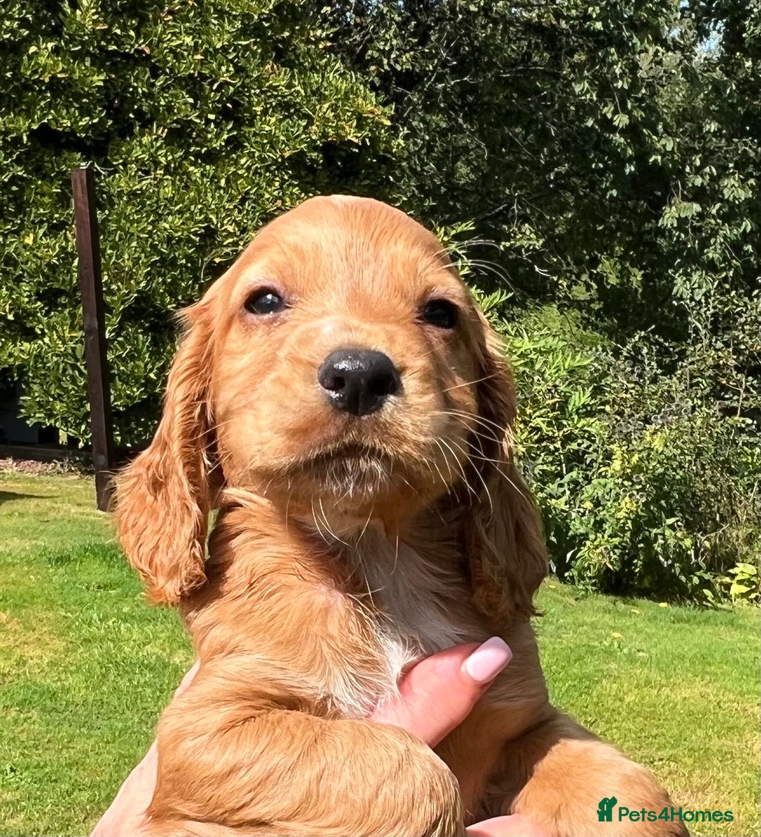 Cocker Spaniel dogs for sale:  *ONLY 1 LEFT* BLACK & TAN KC COCKER DOG  - Image 7
