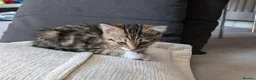 Scottish Fold cats for sale: Male Scottish fold kitten  in Tadworth - Advert 3