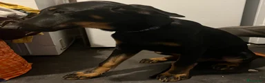 Mixed Breed 8 (Blue Collar)