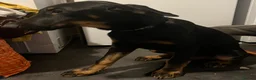 Mixed Breed dogs for sale: **3 GIRLS LEFT** Belgian Malinois x Dobermann pups - Advert 4