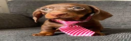 Dachshund dogs for sale: Male puppy now available  - Advert 2