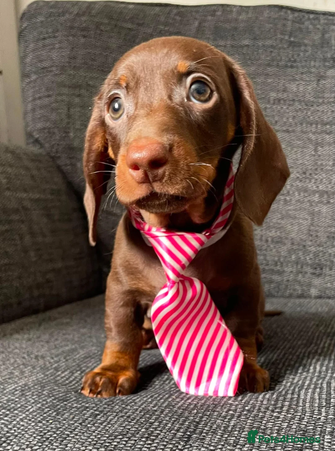 Dachshund dogs for sale: Male puppy now available  - Advert 2