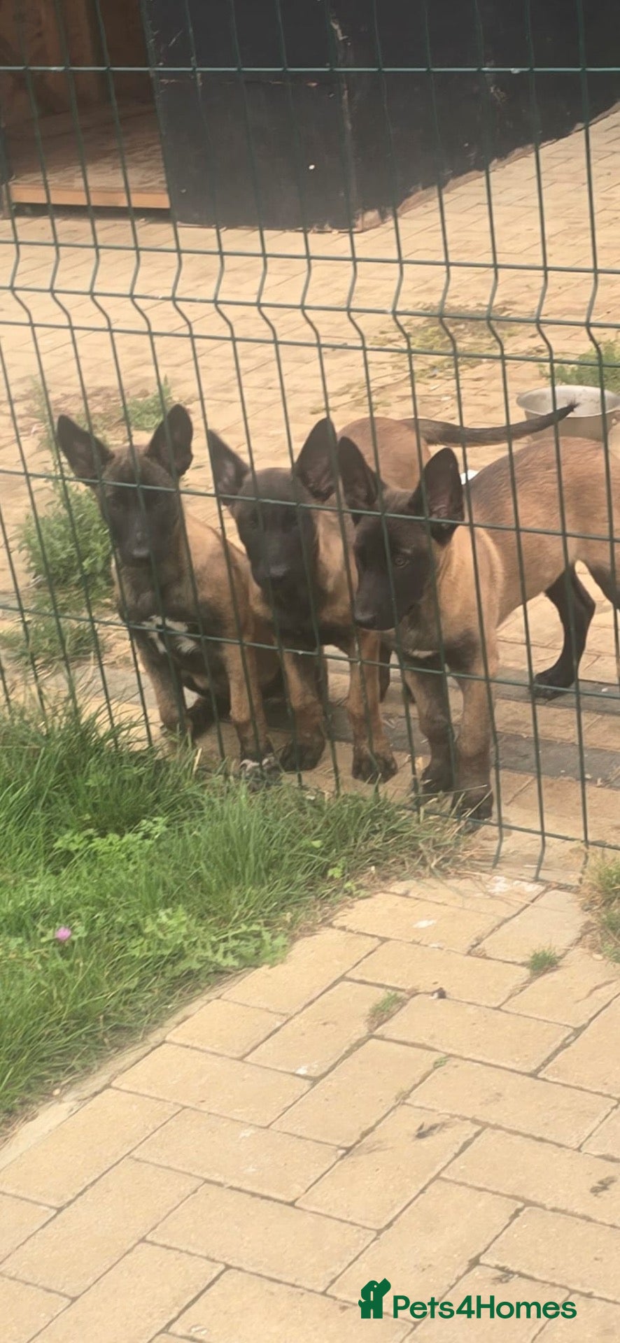 Belgian Shepherd Dog dogs Belgian shepards manolis  - Advert 1