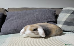 Mini Lop rabbits for sale: Beautiful Sister Mini Lops  - Image 7