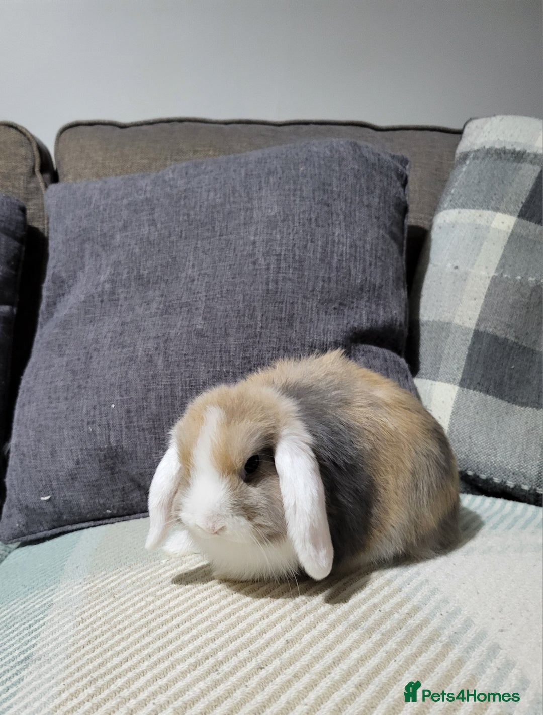 Mini Lop rabbits for sale: Beautiful Sister Mini Lops  - Image 7