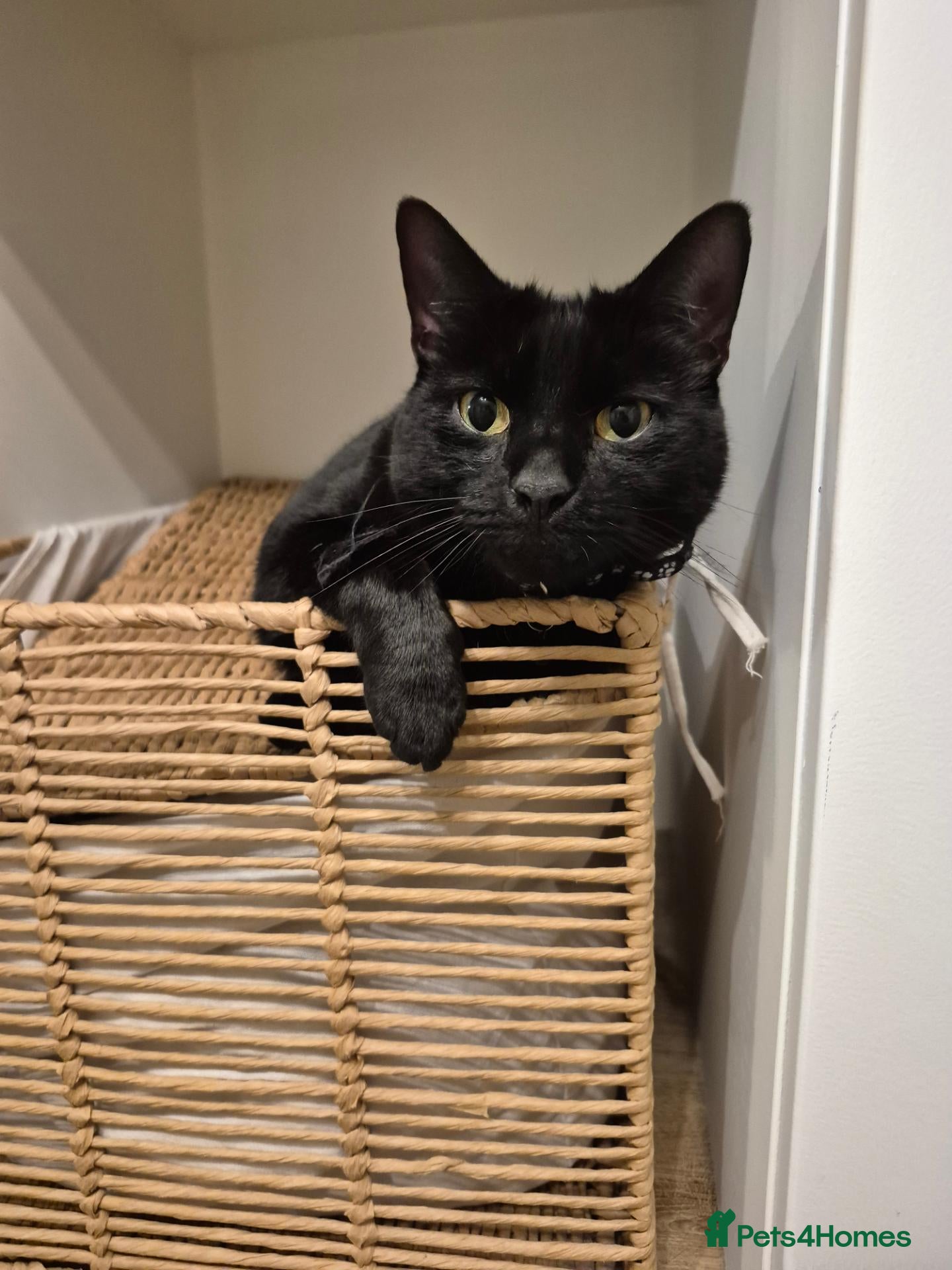 Mixed Breed cats Black male cat - Advert 1