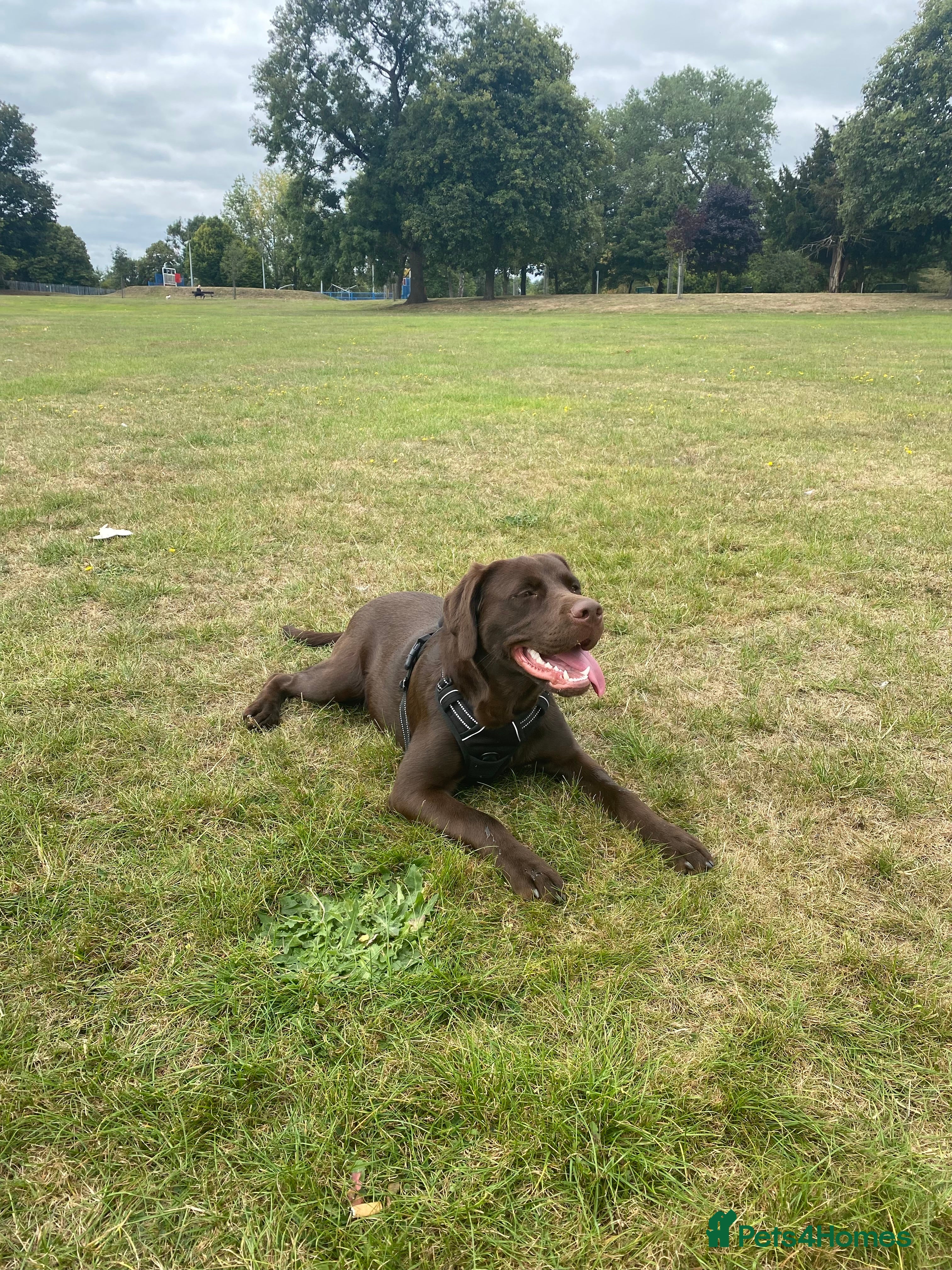 Mixed Breed dogs Belle LabX - Advert 2