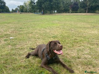 Mixed Breed dogs Belle LabX - Advert 3