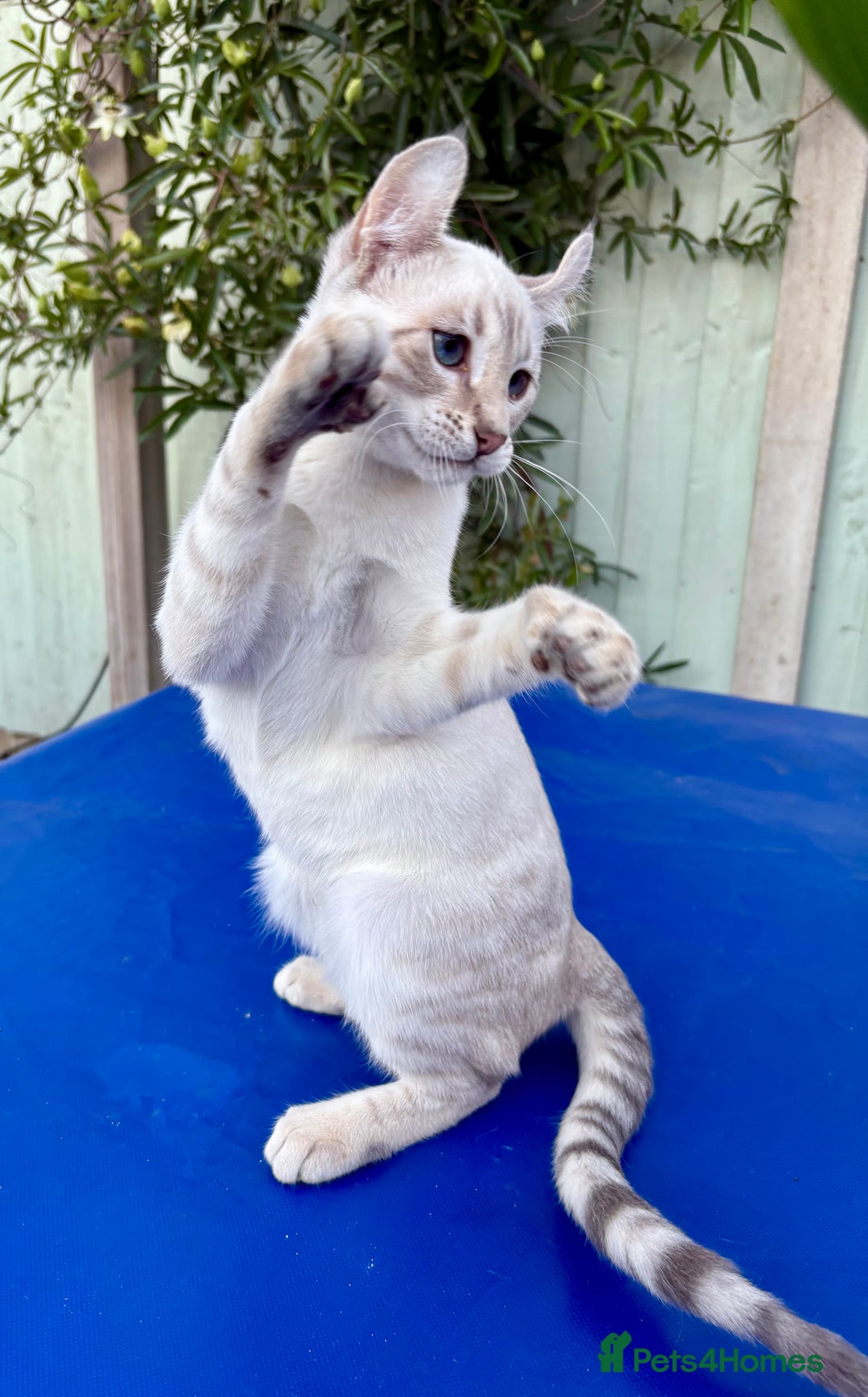 Savannah cats for sale: Superb polydactyl curled eared snow leopard  - Image 17