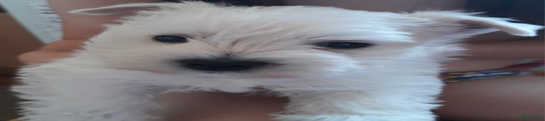 West Highland Terrier Puppy 7