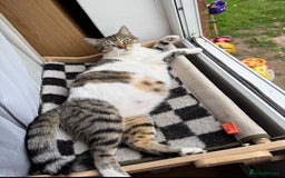 Mixed Breed cats for sale: 7 little kittens - Image 2