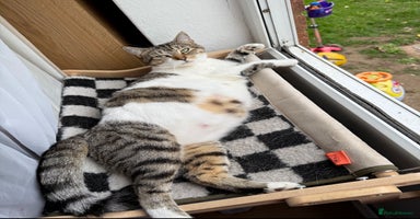 Mixed Breed cats - Advert 3